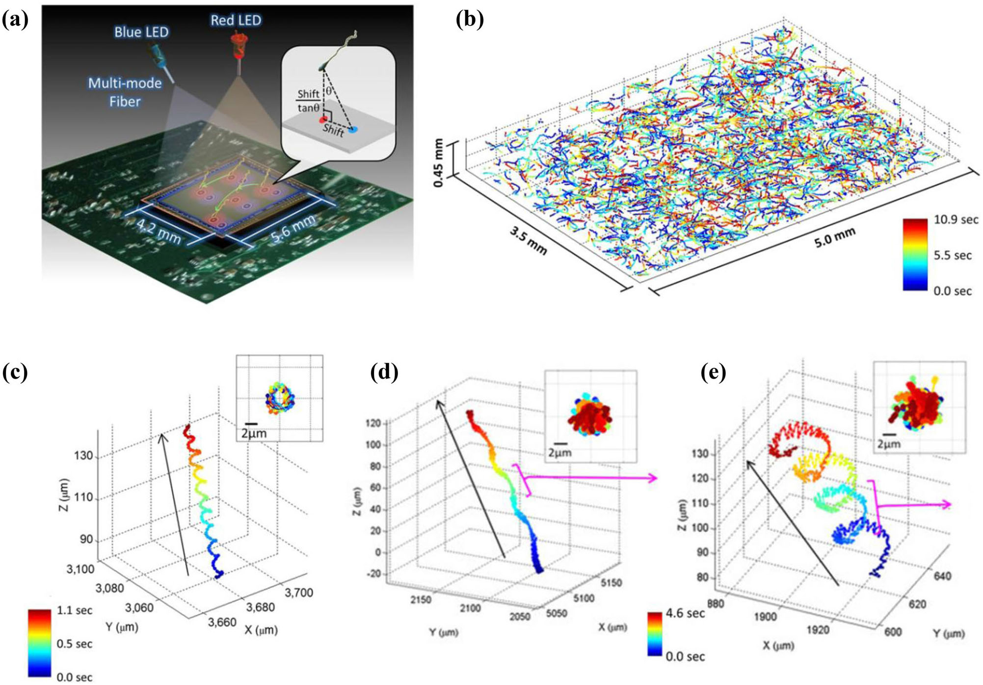 Computational Imaging Of Sperm Locomotion