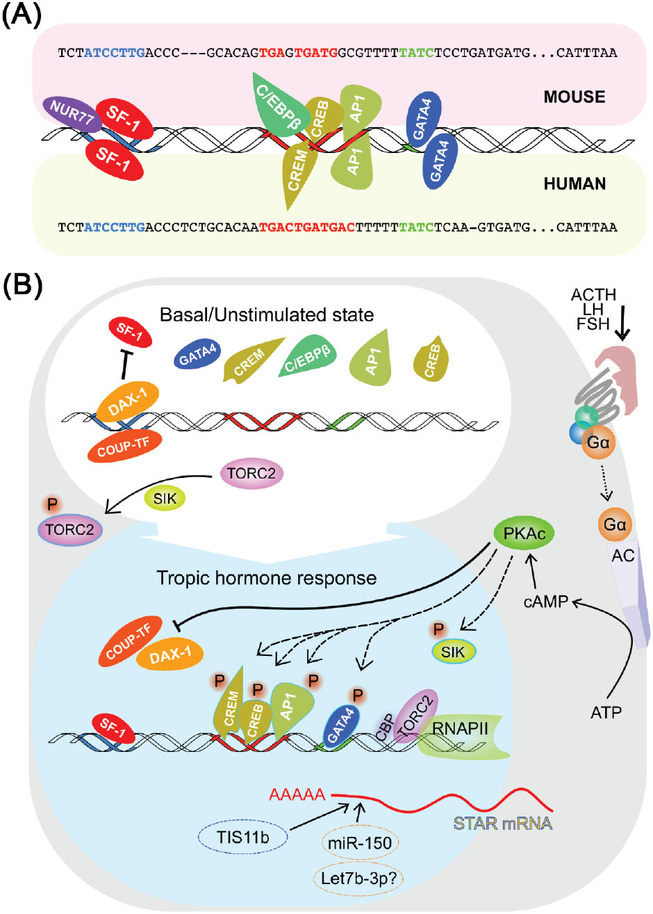 Current knowledge on the acute regulation of steroidogenesis†