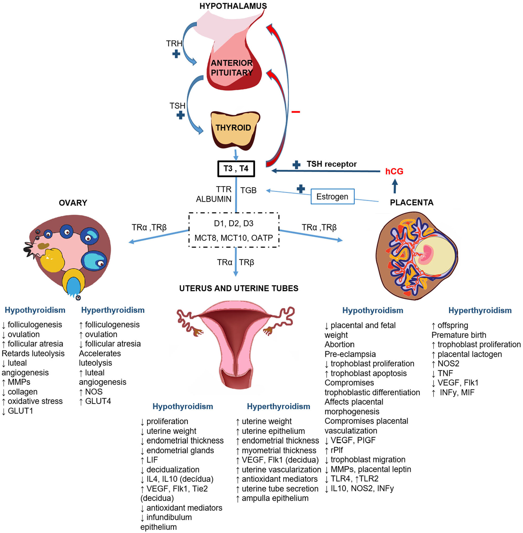 How Does Thyroid Hormone Affect Menstruation