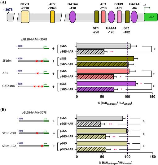 Androgens Downregulate Anti Mullerian Hormone Promoter Activity In The Sertoli Cell Through The Androgen Receptor And Intact Steroidogenic Factor 1 Sites