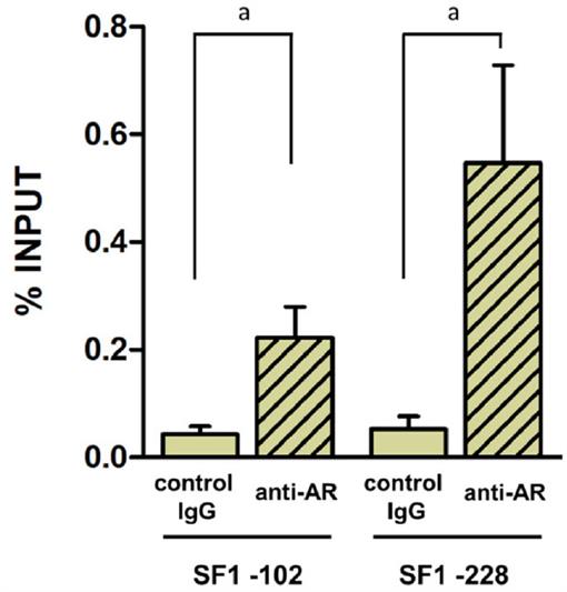 Androgens Downregulate Anti Mullerian Hormone Promoter Activity In The Sertoli Cell Through The Androgen Receptor And Intact Steroidogenic Factor 1 Sites