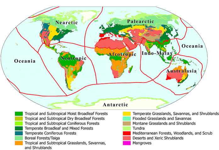 Terrestrial Ecoregions Of The World: A New Map Of Life On Earth