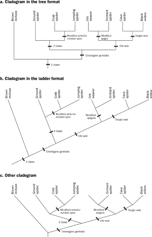 vascular plant cladogram