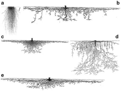 Subsurface Tree Root Damage The Influence of Plant Root Systems on Subsurface Flow: Implications ...