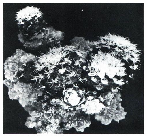 Tissue-culture propagation of cacti and other succulents