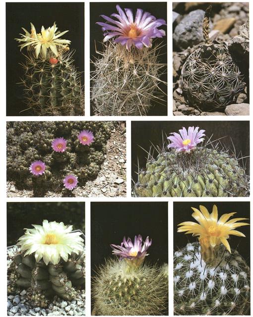 Cactus fleurs collées – Fleurs-Nicolas