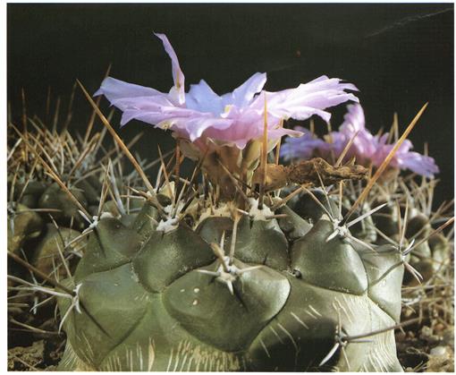 Cactus fleurs collées – Fleurs-Nicolas
