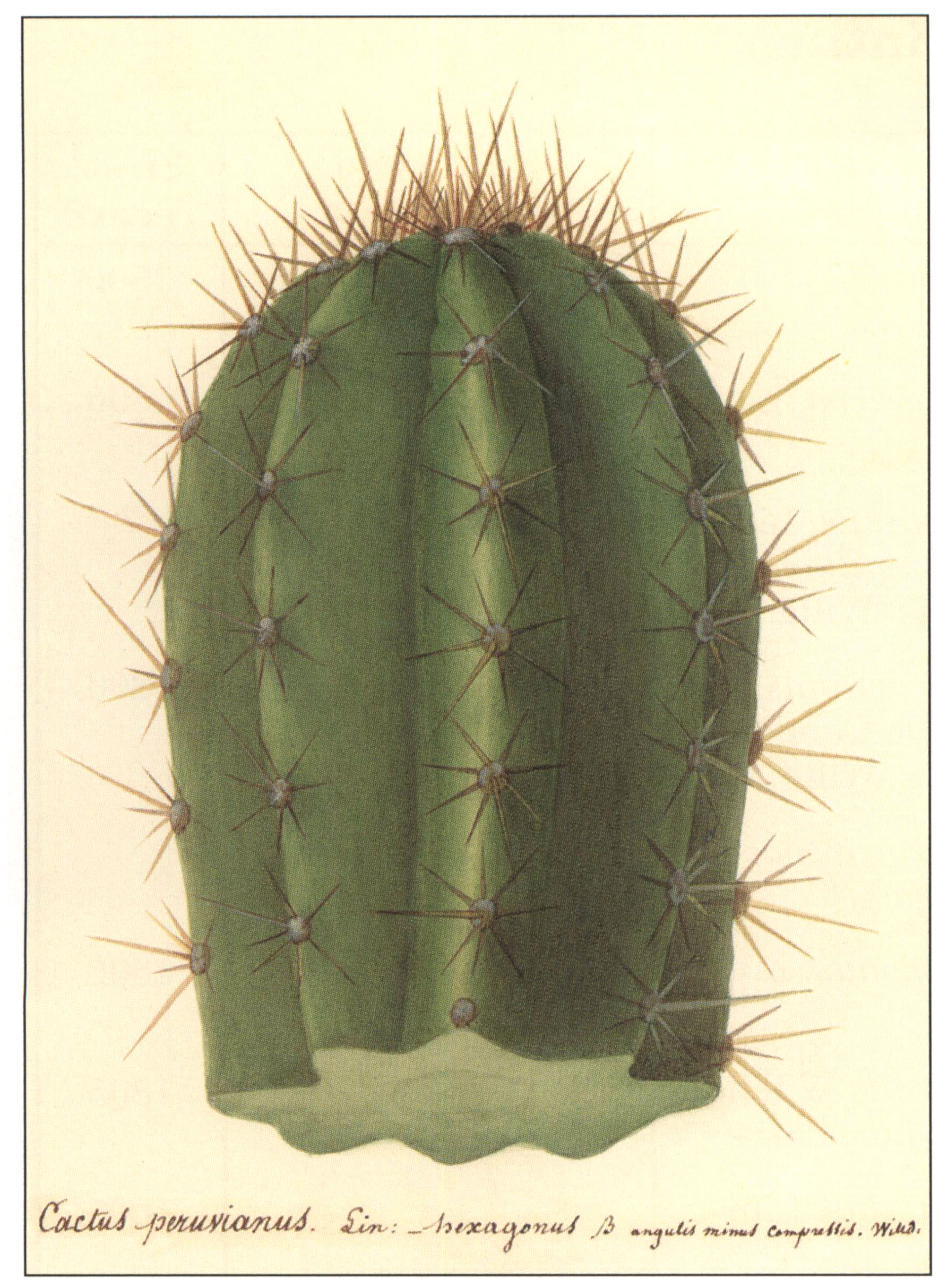wild cactus 1993 free download