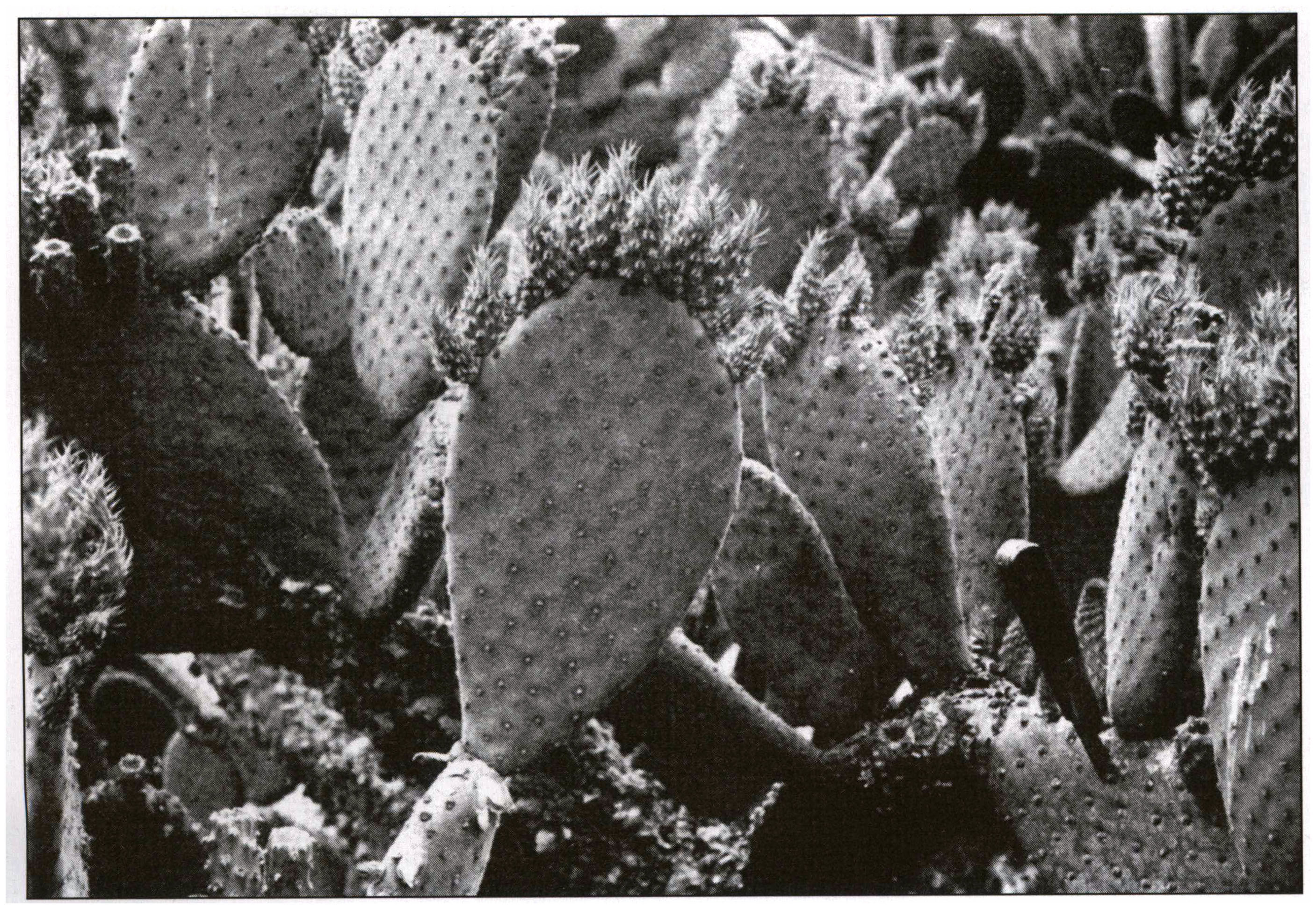 Opuntia Index Part 6 M O