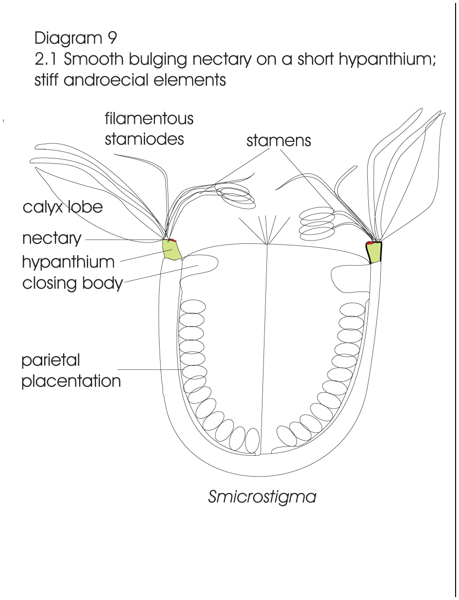 On the evolution of nectaries in Aizoaceae