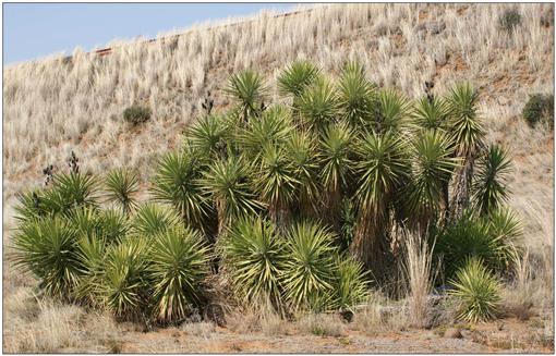 Widely cultivated, large-growing yuccas: notes on Yucca