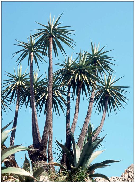Widely cultivated, large-growing yuccas: notes on Yucca