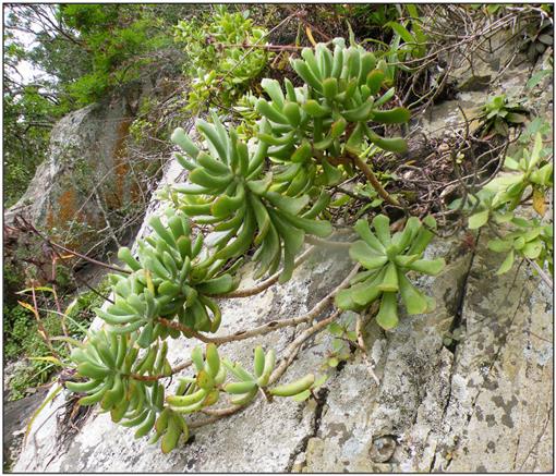 Cotyledon flanaganii subsp. mzimvubuensis, a new subspecies from the  northern part of the Eastern Cape, South Africa