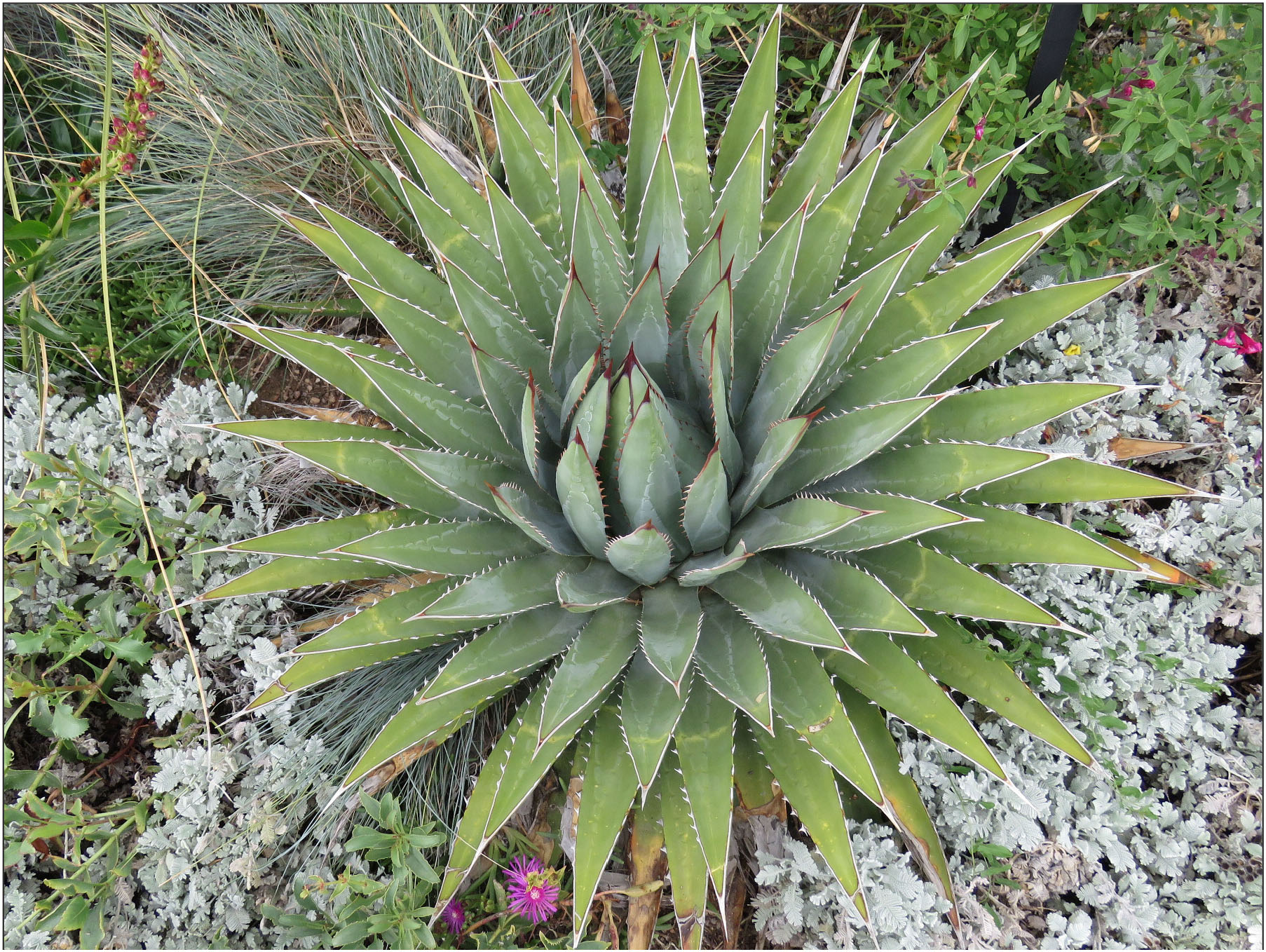 Infrageneric classification of Agave L. (Asparagaceae: Agavoideae ...