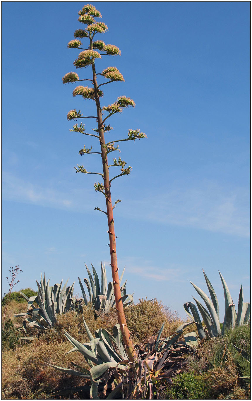 Infrageneric Classification Of Agave L. (Asparagaceae: Agavoideae ...