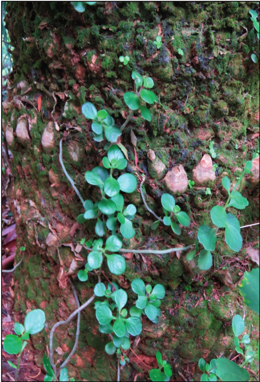 A review of exotic Kalanchoe taxa (Crassulaceae subfam. Kalanchooideae)  naturalised and cultivated in Africa and the Gulf of Guinea islands, with  their nomenclature updated