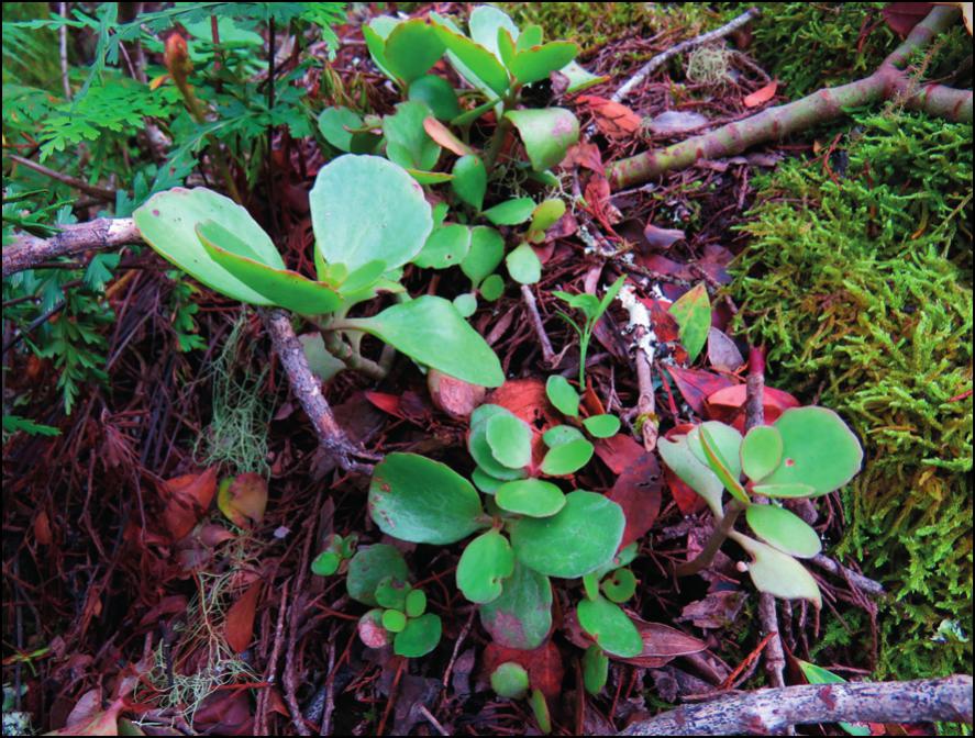 A review of exotic Kalanchoe taxa (Crassulaceae subfam. Kalanchooideae)  naturalised and cultivated in Africa and the Gulf of Guinea islands, with  their nomenclature updated