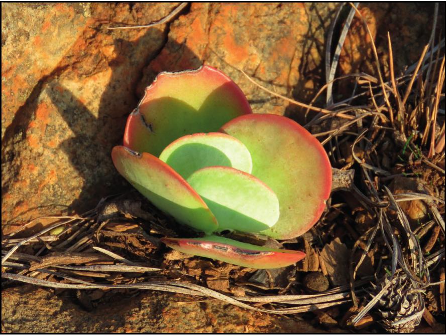 A review of exotic Kalanchoe taxa (Crassulaceae subfam. Kalanchooideae)  naturalised and cultivated in Africa and the Gulf of Guinea islands, with  their nomenclature updated