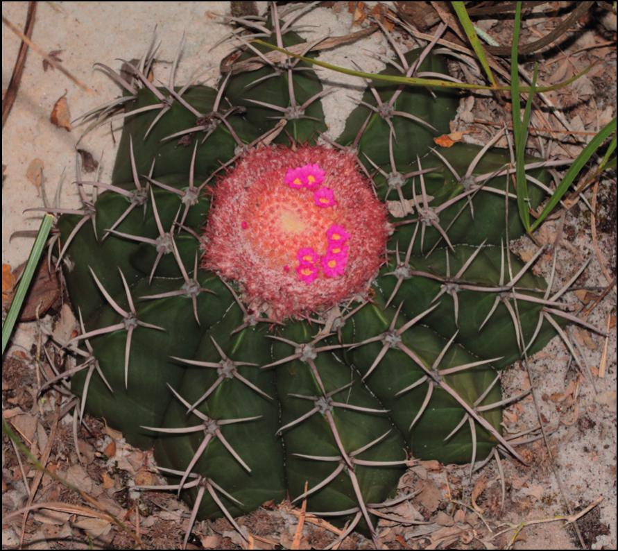 Further additions and corrections to Cacti of Eastern Brazil
