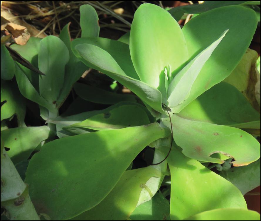 A review of exotic Kalanchoe taxa (Crassulaceae subfam. Kalanchooideae)  naturalised and cultivated in Africa and the Gulf of Guinea islands, with  their nomenclature updated