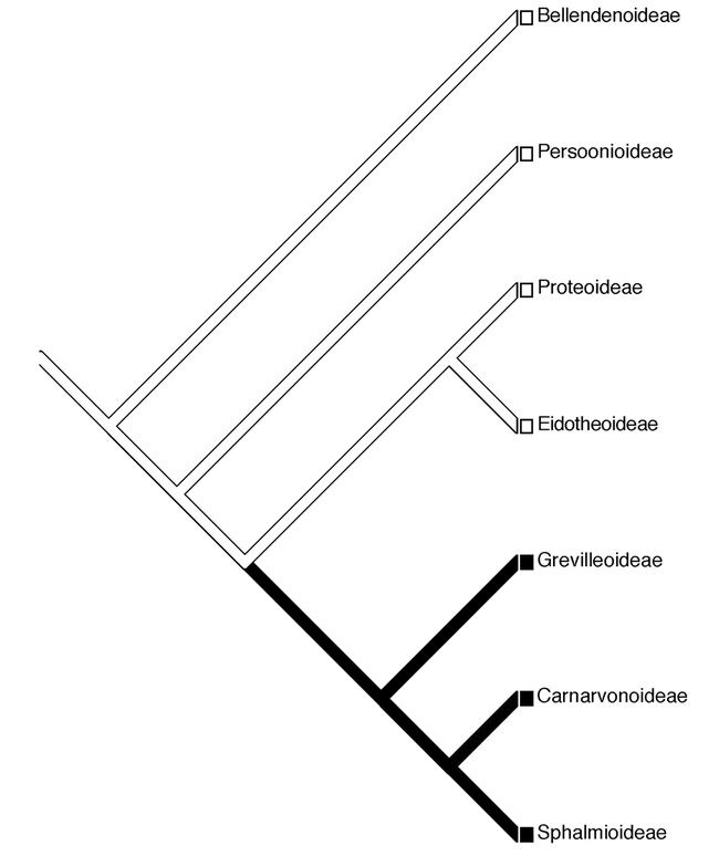 Aluminum Hyperaccumulation In Angiosperms A Review Of Its Phylogenetic Significance