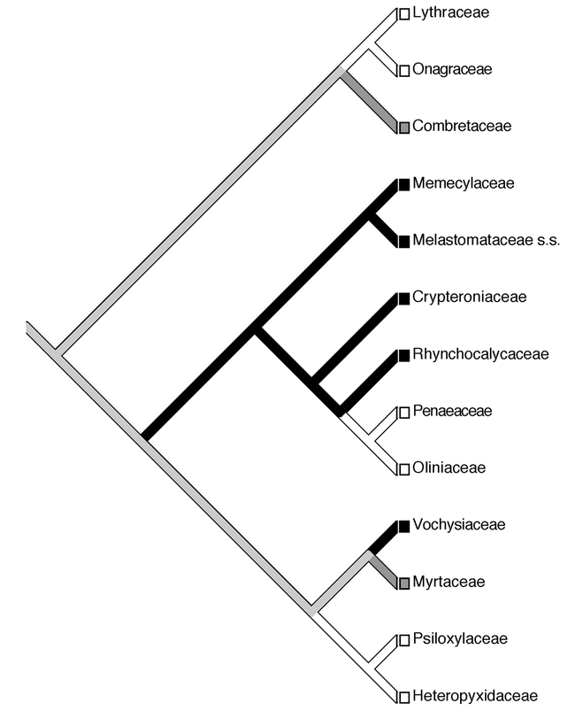 Aluminum Hyperaccumulation In Angiosperms A Review Of Its Phylogenetic Significance