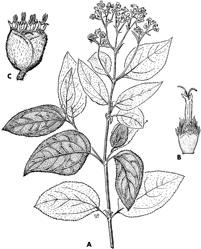 Clibadium surinamense L.