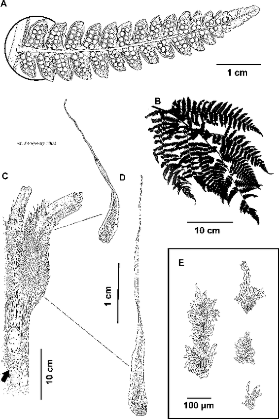 Two new tree ferns (Cyatheaceae) from southern Ecuador