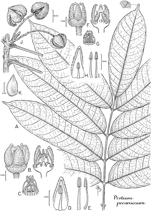 A new section of Protium from the neotropics. Studies in neotropical ...