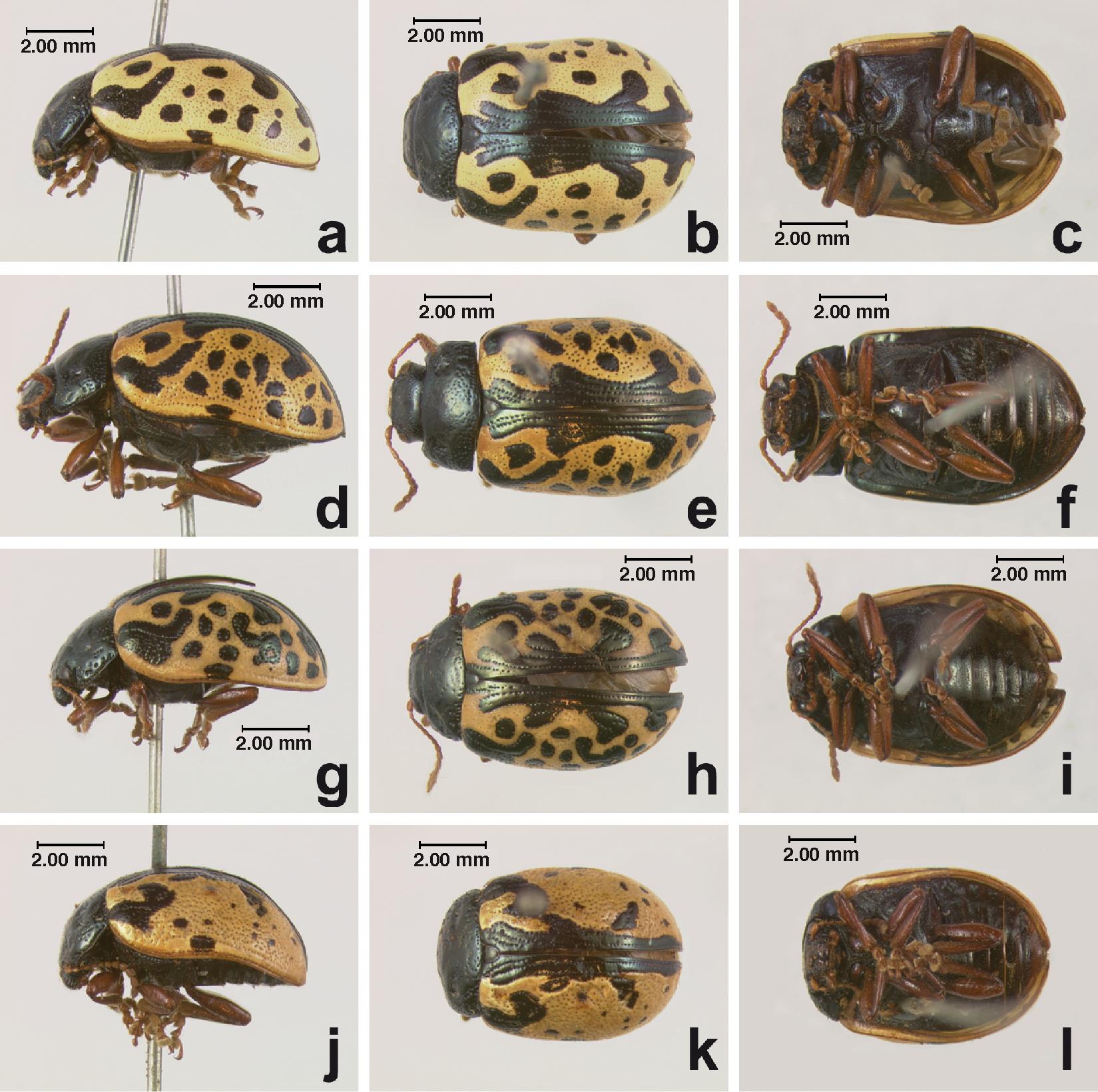 What is the Leaf Beetle Calligrapha scalaris (Leconte)?