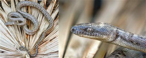 Close-up head views of six boas described in this manuscript. Photos by