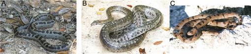 New 'critically endangered' silver boa discovered by scientists in a remote  corner of the Bahamas