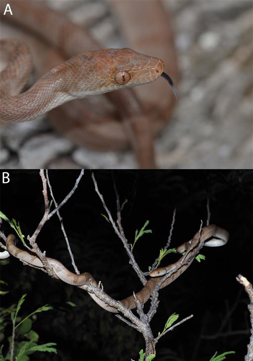 UNCA biology professor discovers silver boa