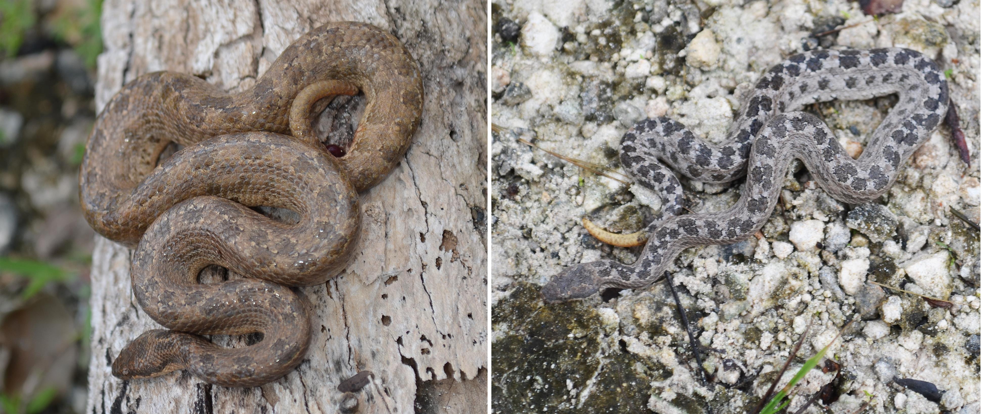 Silver Boa: Scientists Discover New Snake Species in Bahamas, Biology