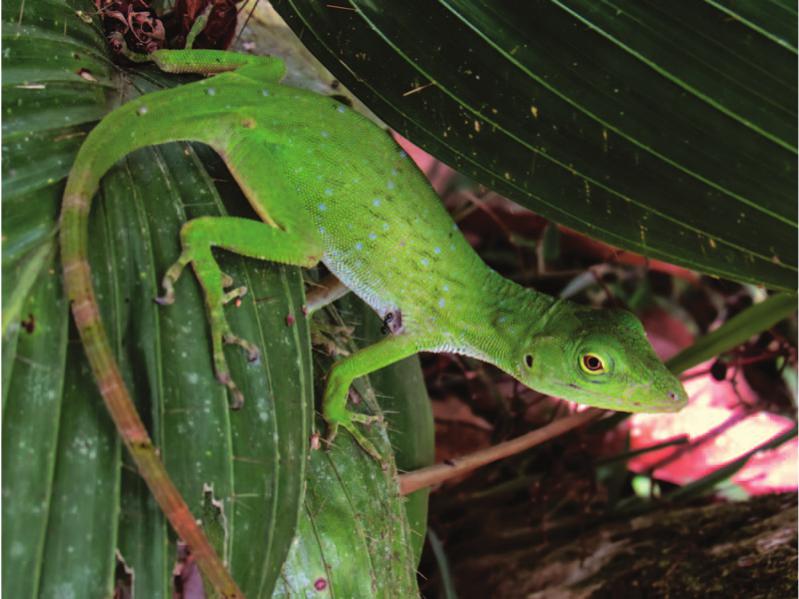 THE ANOLES OF LA SELVA: NICHE PARTITIONING AND ECOLOGICAL MORPHOLOGY IN ...