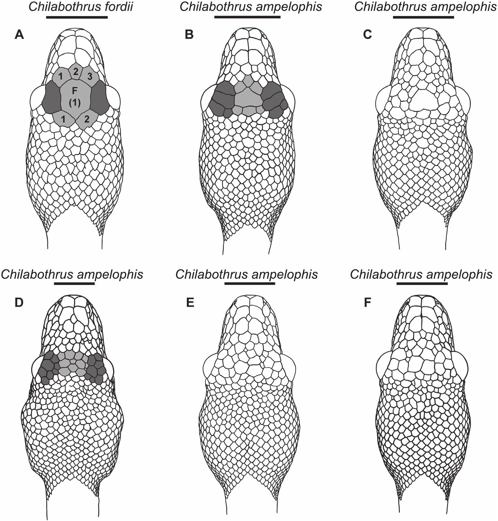 A SMALL NEW ARBOREAL SPECIES OF WEST INDIAN BOA (BOIDAE; CHILABOTHRUS ...