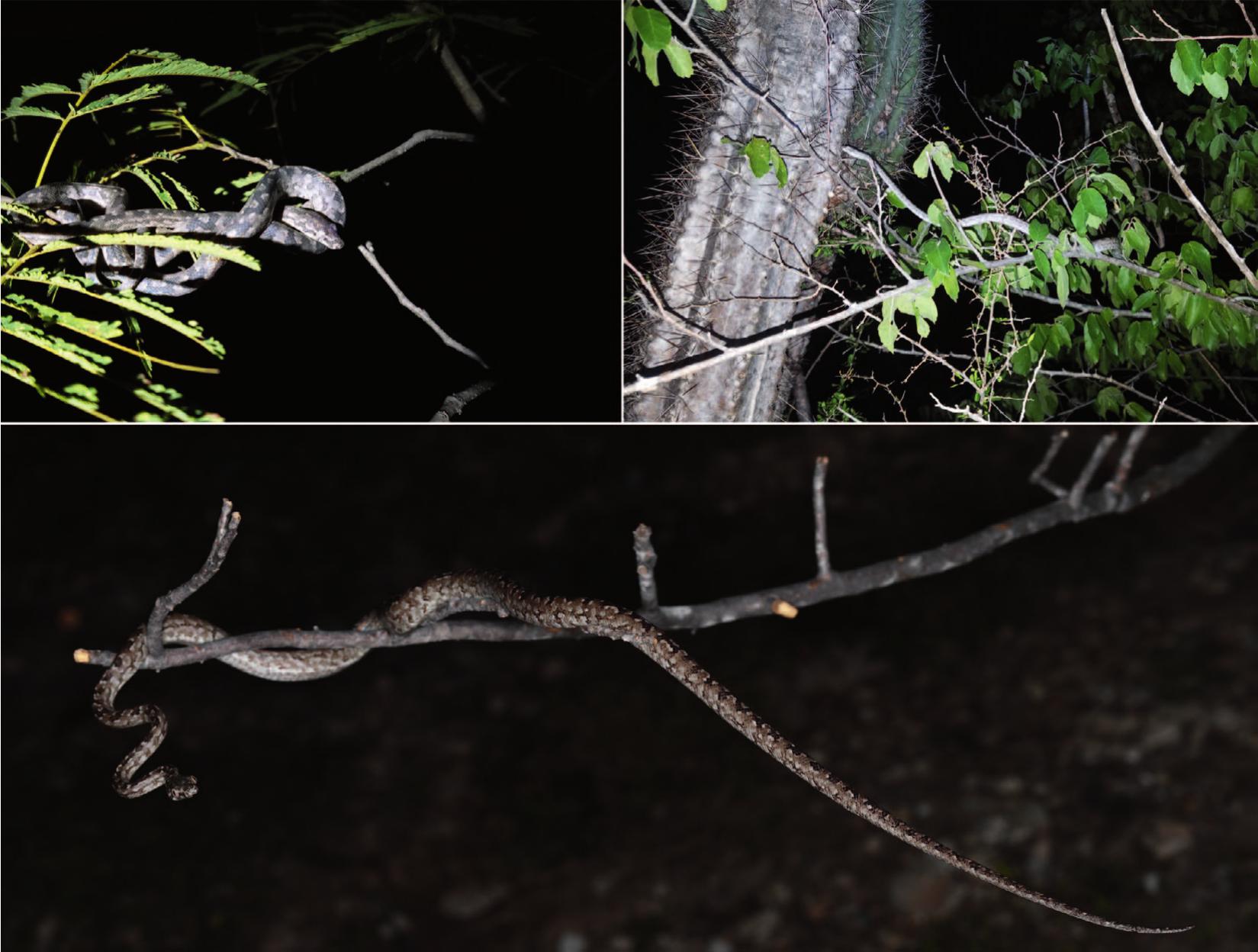 Discovery of a Remarkable New Boa from the Conception Island Bank, Bahamas