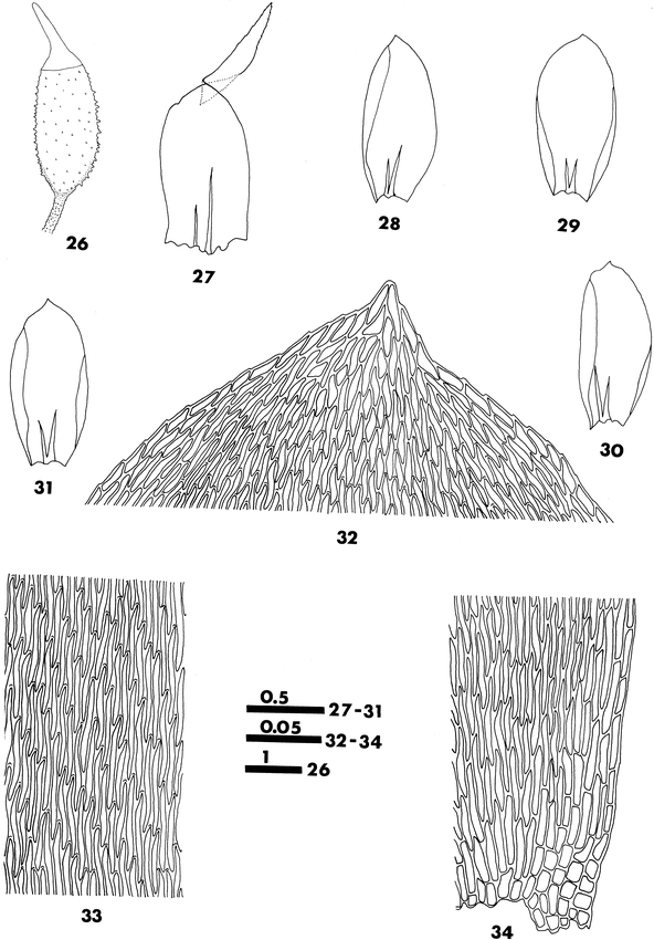 A Taxonomic Revision of Symphyodon (Musci: Symphyodontaceae)