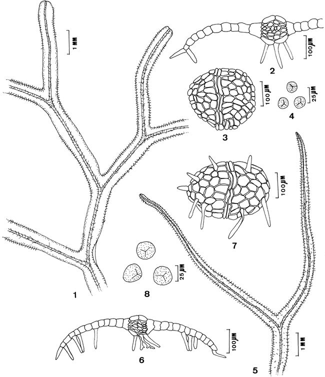 On the Status of Metzgeria angusta, a Poorly Known Neotropical Taxon