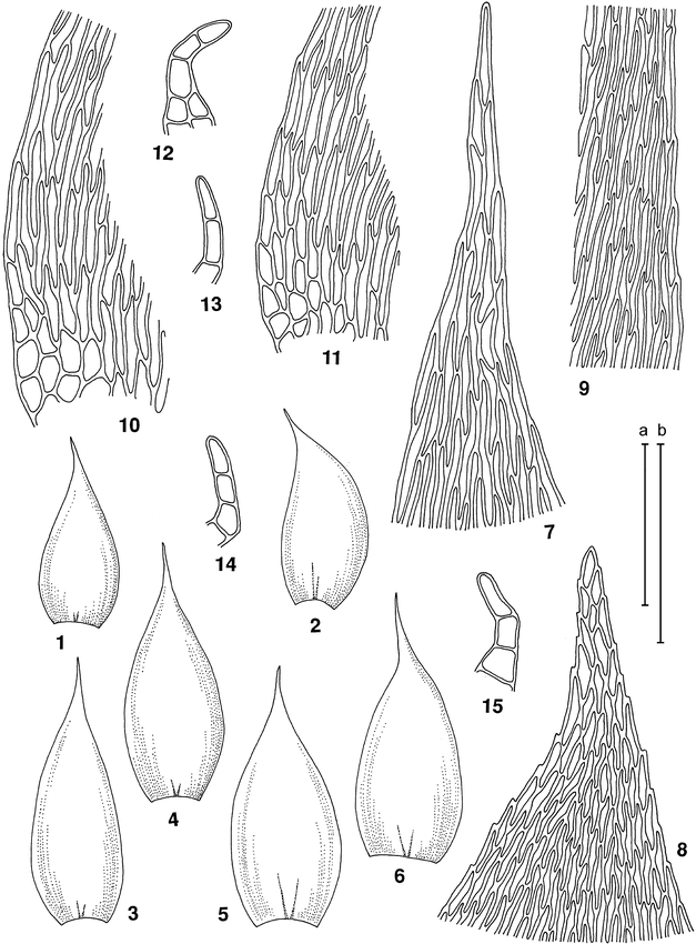 Isopterygium tenerum, Newly Recognized for Africa