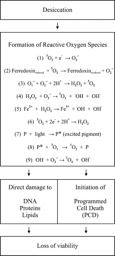 Desiccation Tolerance In Lichens A Review