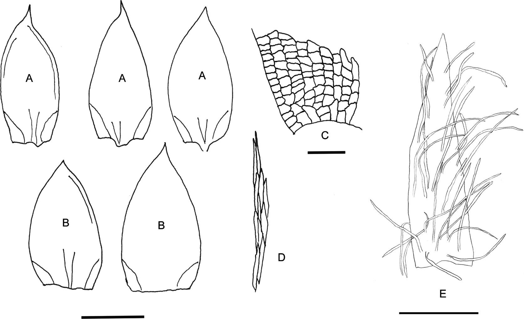 A taxonomic revision of Erythrodontium (Entodontaceae)