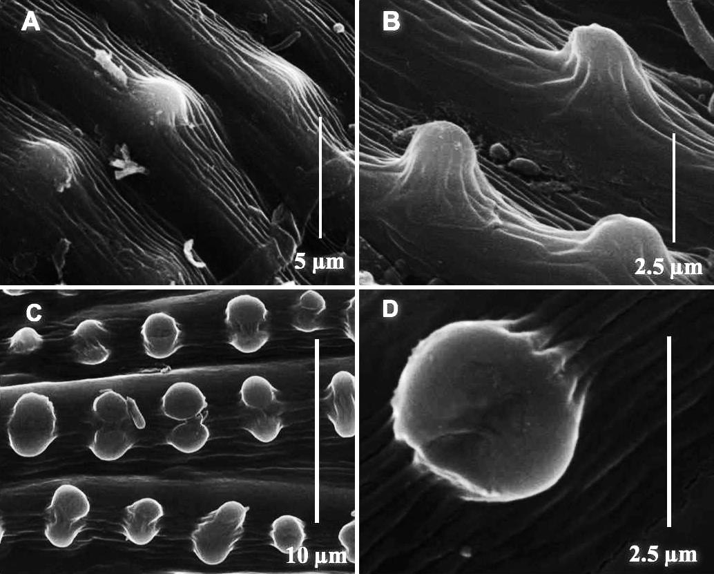 Morphology and development of leaf papillae in Sematophyllaceae