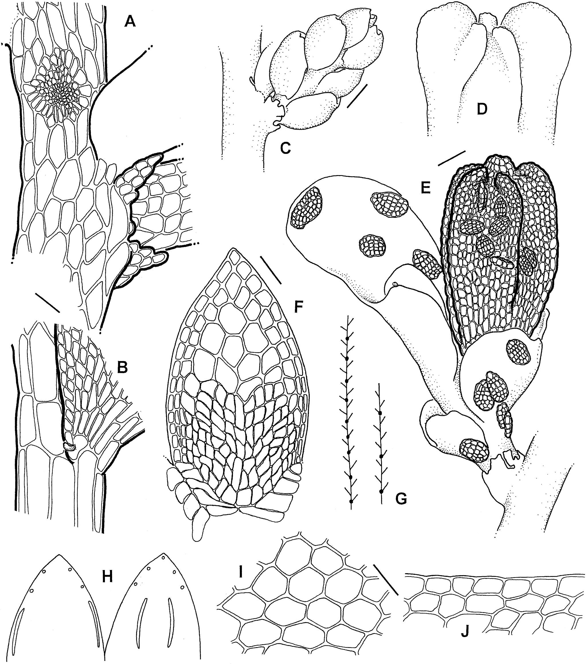 Habitat specialization triggers the evolution of unusual morphologies ...