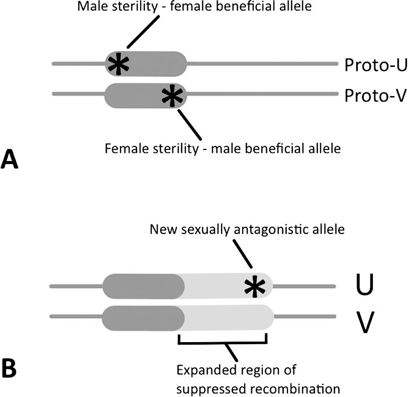 Invited Perspective Bryophytes As Models For Understanding The Evolution Of Sexual Systems 2405