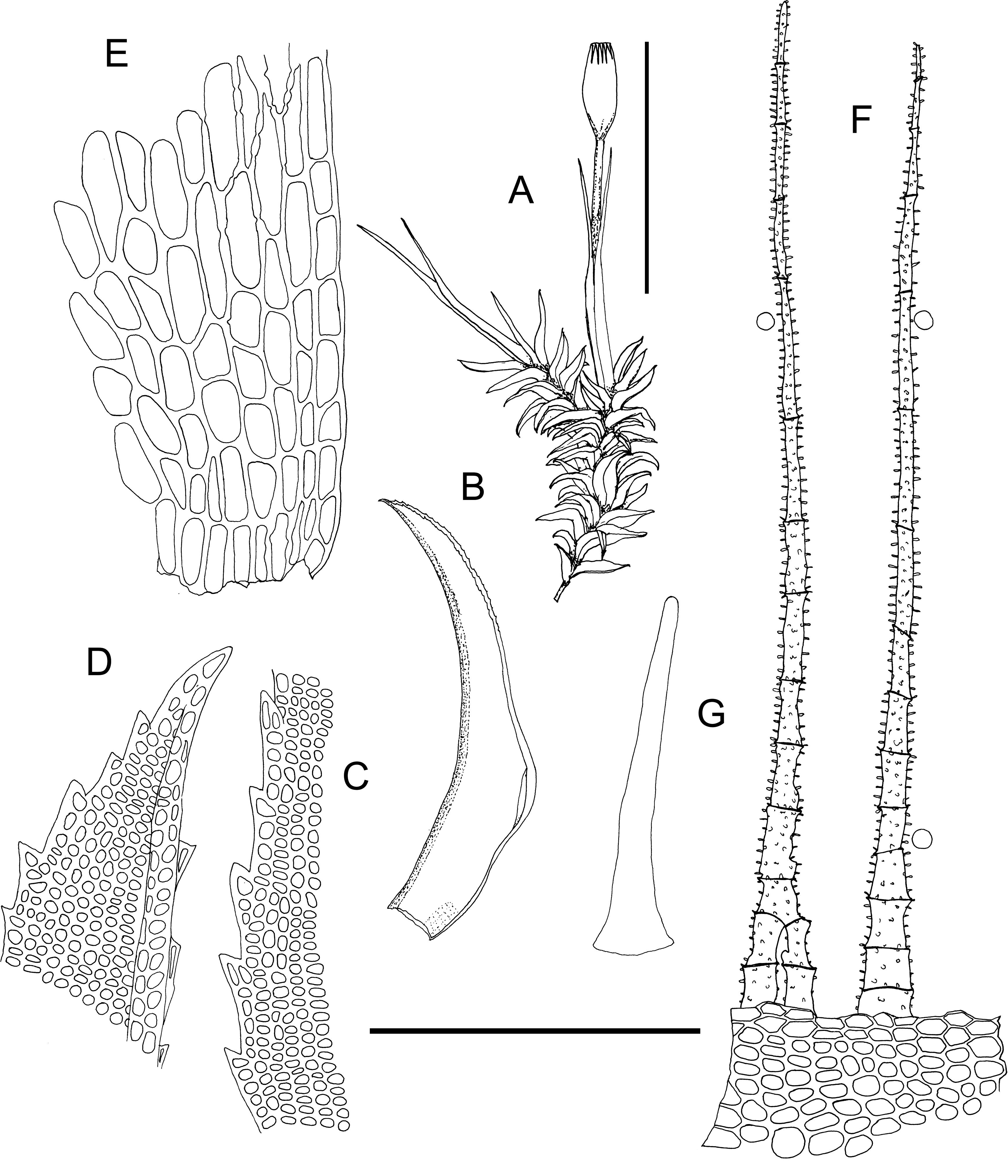 New Typifications And A New Synonym In Holomitrium Dicranaceae From Paraguay