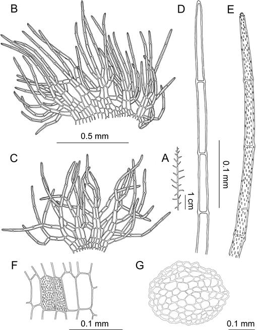 Taxonomic studies of the Trichocoleaceae in Southeast Asia I. The genus ...