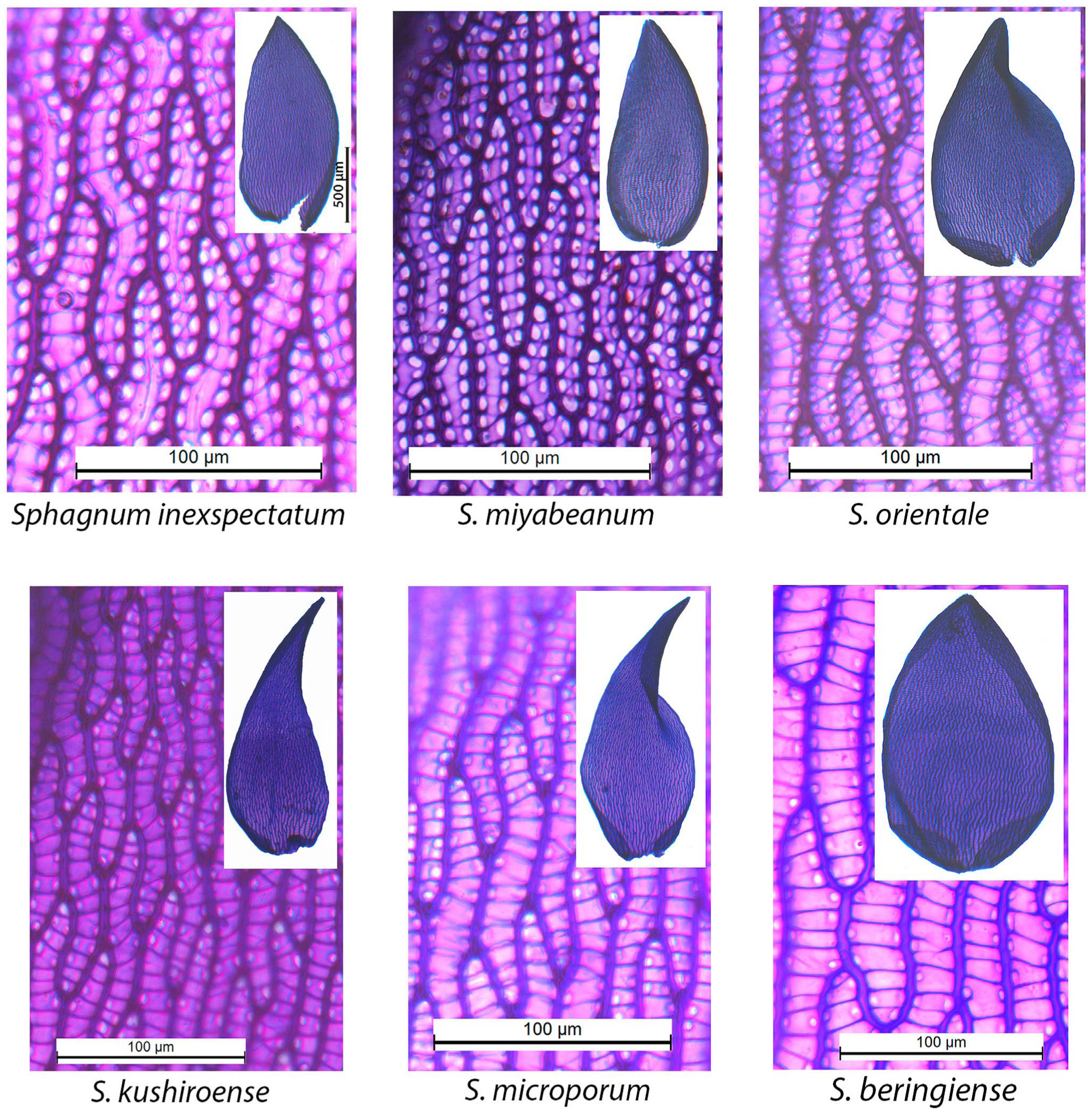 Sphagnum moss structures and soil pore sizes. (a) Sphagnum lawn