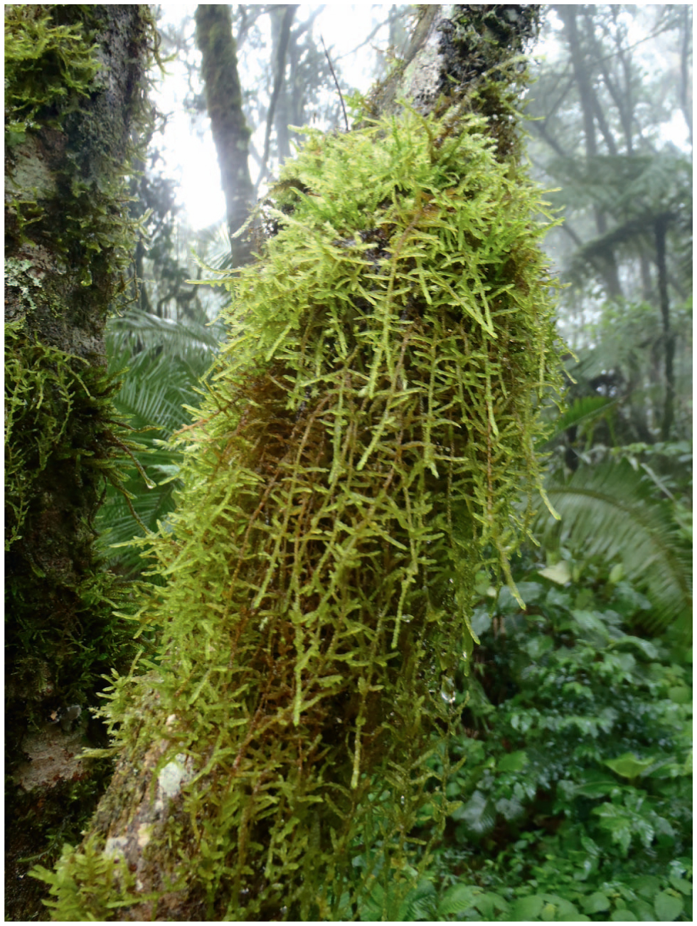 https://bioone.org/journals/the-bryologist/volume-122/issue-2/0007-2745-122.2.219/Orthostichellaceae-fam-nov-and-other-novelties-in-pleurocarpous-mosses-revealed/10.1639/0007-2745-122.2.219.full