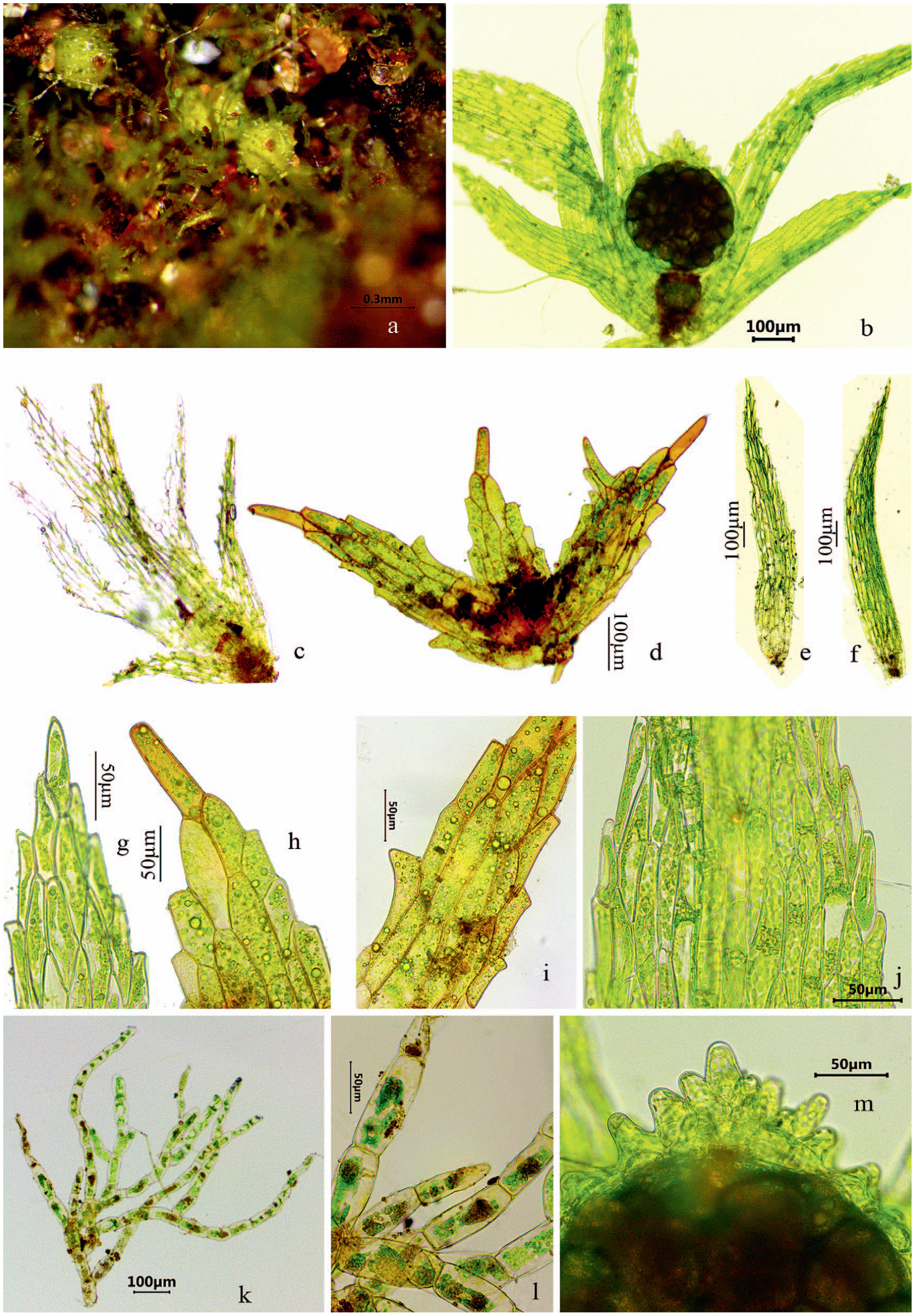 Bryophyta